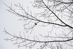 Chloris chloris
