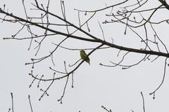 Chloris chloris