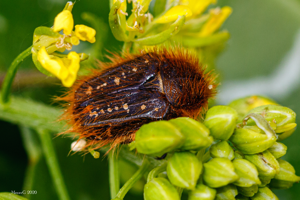Tropinota vittula