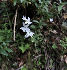 Lithophragma heterophyllum