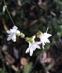 Lithophragma heterophyllum