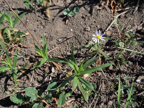 Pacific Aster (Symphyotrichum chilense)