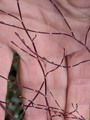 Eriogonum gracile gracile