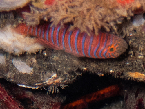 Zebra goby (Lythrypnus zebra) — Gobiidae — 5