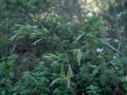 California brome (Bromus carinatus)