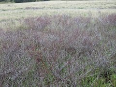 Eriogonum gracile gracile