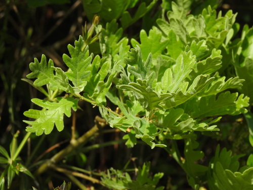 Quercus pyrenaica (Quercus pyrenaica)