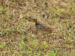 Mirafra erythrocephala