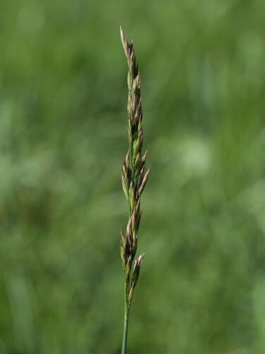 Tall Fescue (Lolium arundinaceum)