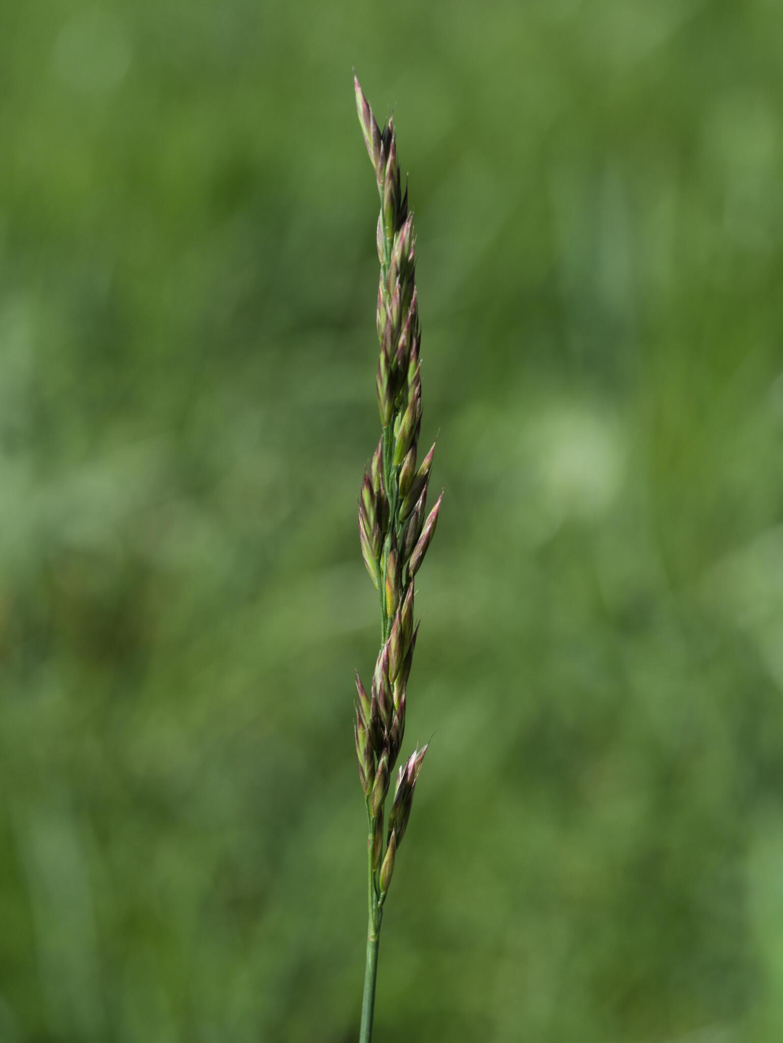 Tall Fescue (Lolium arundinaceum)