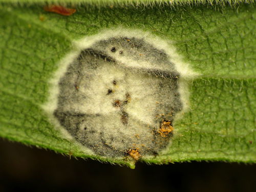 Podridão-branca (Botryosphaeria dothidea)