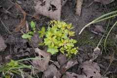 Geranium