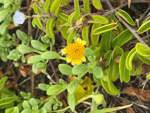 Lipochaeta integrifolia observed 2026-04-06
