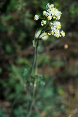 Thalictrum petaloideum