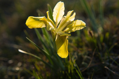 Irideae