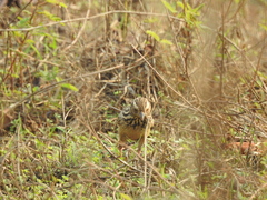 Mirafra erythrocephala