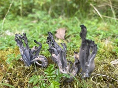 Clavulina vinaceocervina