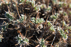 Oxytropis tragacanthoides