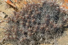 Oxytropis tragacanthoides