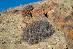 Oxytropis tragacanthoides