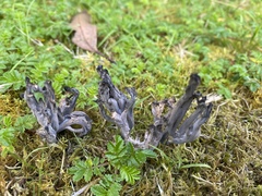 Clavulina vinaceocervina