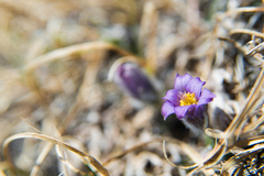 Pulsatilla campanella