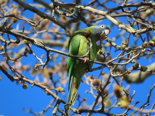 Aratinga cabeciazul (Thectocercus acuticaudatus)