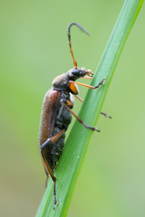 Cortodera femorata