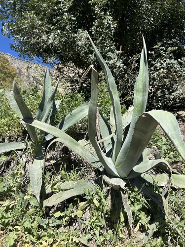 Avistamiento Pita (Agave americana)