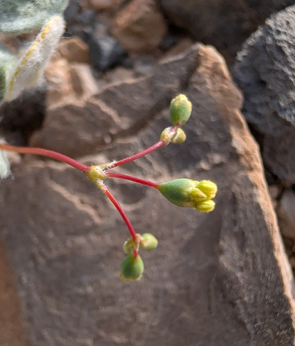 Kidneyleaf Buckwheat (Eriogonum reniforme)