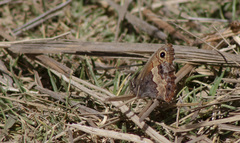 Paramacera xicaque xicaque