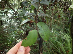 Metrosideros albiflora