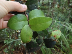 Metrosideros albiflora