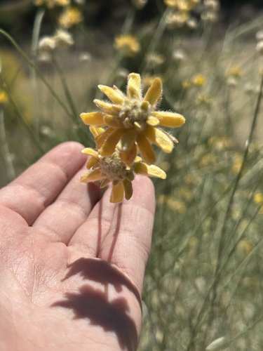 Avistamiento Genista umbellata