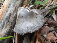 Amanita cheelii