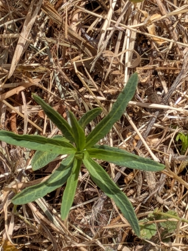 narrowleaf milkweed (Asclepias fascicularis)