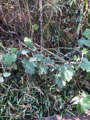 Rubus reflexus