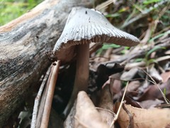 Amanita cheelii