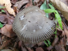 Amanita cheelii