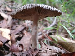 Amanita cheelii
