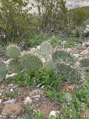 Opuntia arizonica