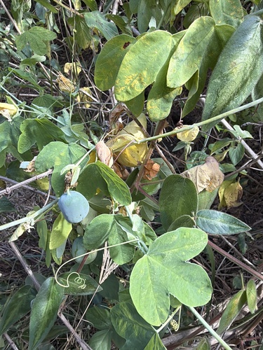 white passionflower (Passiflora subpeltata)
