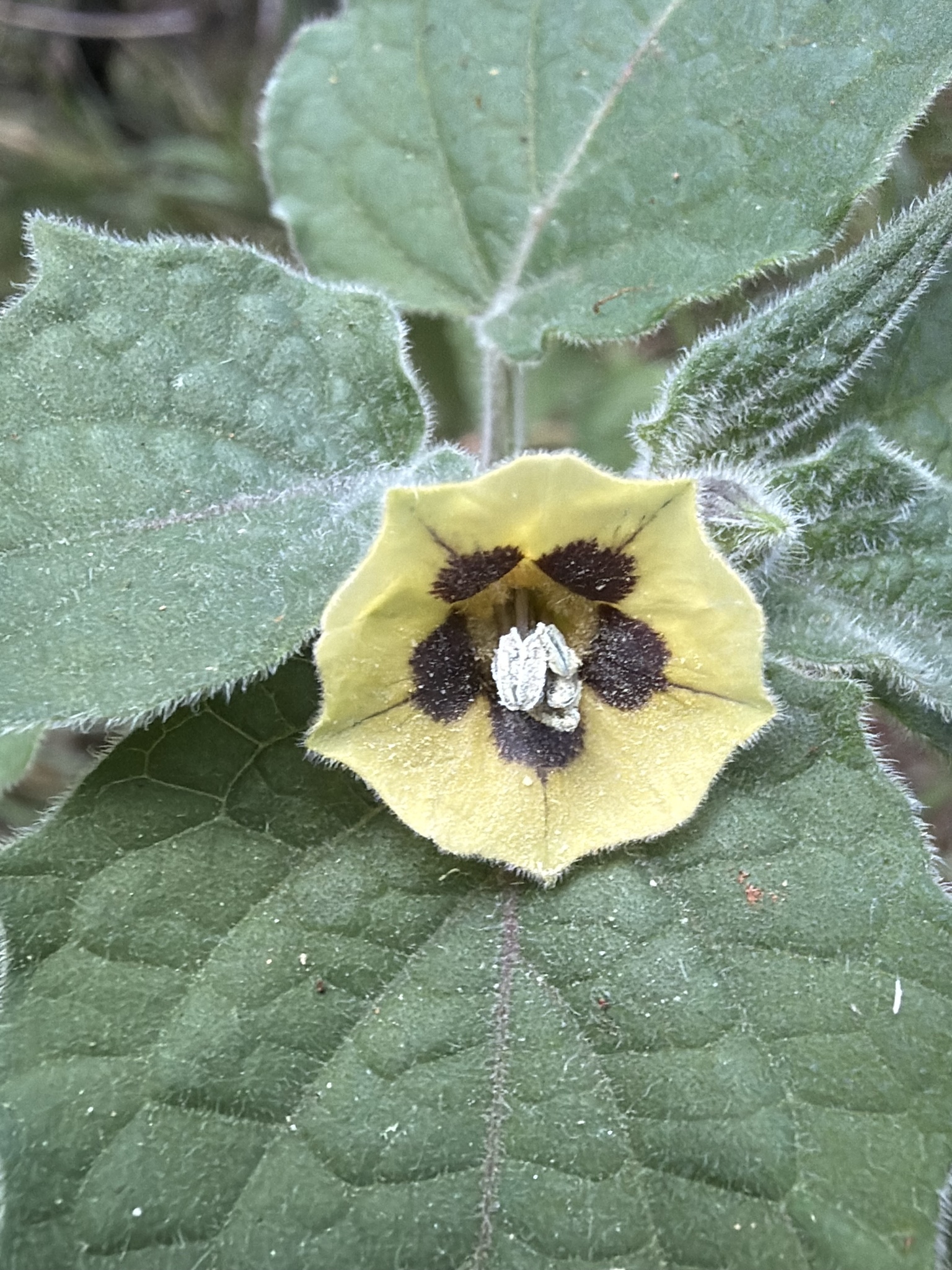 Cape Gooseberry (Physalis peruviana)