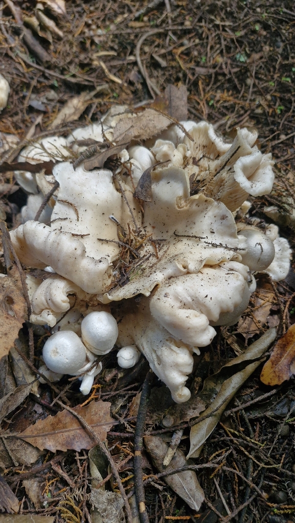 Volvariella surrecta · April 2026 · photo: © peterhancock (iNaturalist, cc-by)
