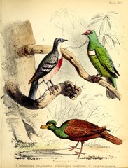 Tooth-Billed Pigeon photo 4