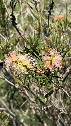 river bottlebrush (Melaleuca paludicola)
