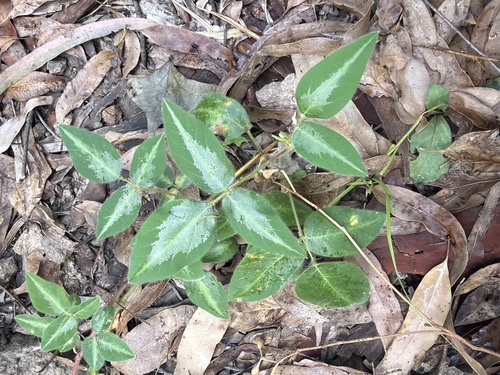 Silverleaf Desmodium (Desmodium uncinatum)