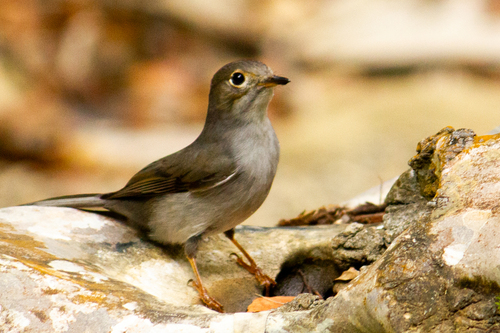 Cuban Solitaire