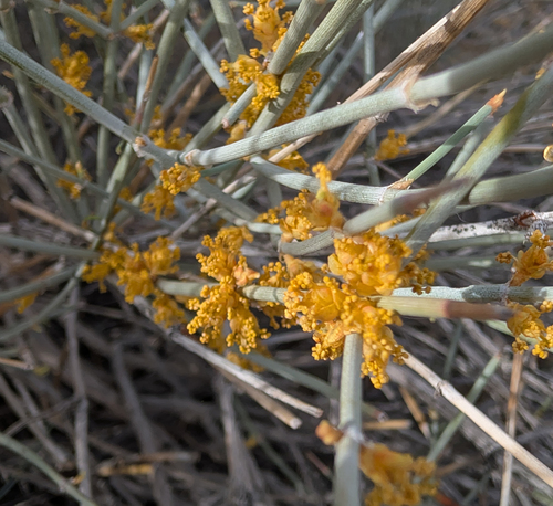 Nevada Jointfir (Ephedra nevadensis)
