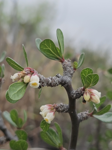 Leatherstem (Jatropha dioica)